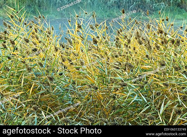 A close up of tall grass with green and yellow leaves near Cataldo, Idaho