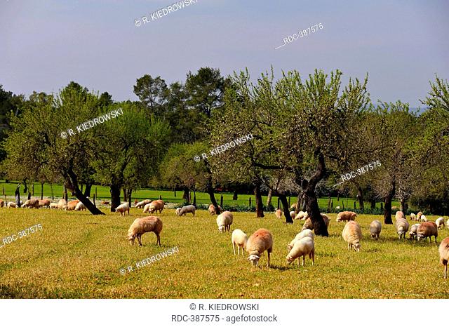 Domestic Sheep on pasture, Sineu, Mallorca, Spain