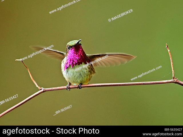 Vine-throated Hummingbird (Atthis ellioti selasphoroides), adult male hummingbird (Atthis ellioti selasphoroides), exhibiting, sitting on a branch, La Tigra N