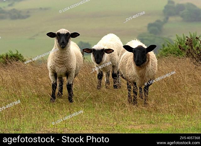 Sheep-Ovis aries