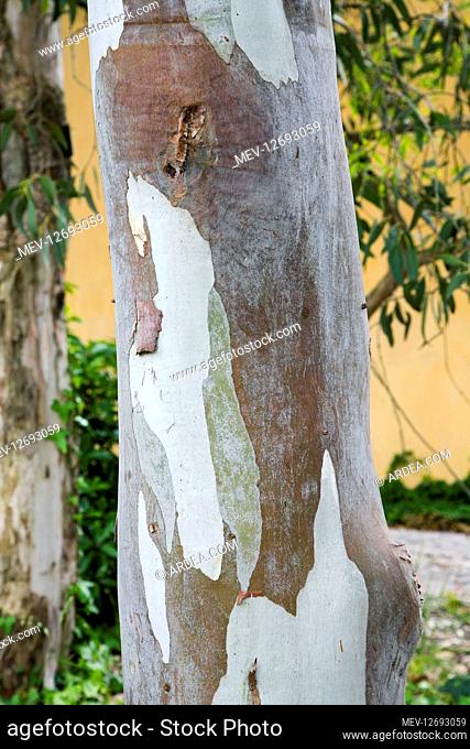River red gum, Eucalyptus camaldulensis. Trunk detail. It's native tree to Australia and grows mainly along watercourses