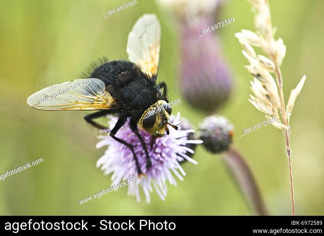 Giant tachinid fly (Tachina grossa), Emsland, Lower Saxony, Germany, Europe