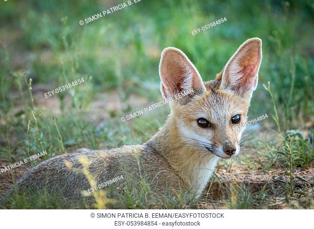 Close up of a Cape fox in the Kalagadi Transfrontier Park, South Africa