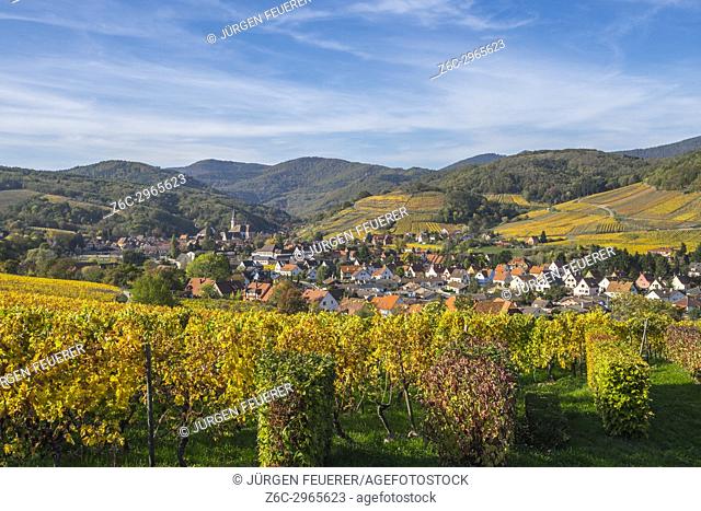 village Andlau embedded between surrounding vineyards in autumn colors, foothills of the Vosges Mountains, on the Wine Route of Alsace, France