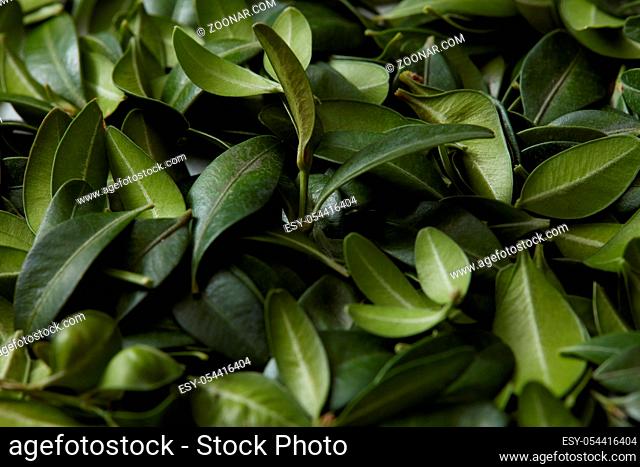 Copy space for expressing your ideas or emotions. Green leaves background or texture may be used for any posters. Many leaves may be used as background of any...