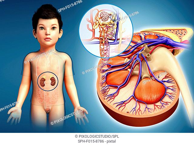 Illustration of child's kidney