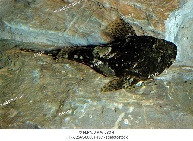 Long-spined Sea-scorpion Taurulus bubalis resting on rock