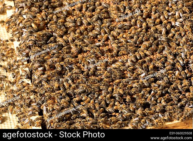 The beekeeper checks honeycomb , working with bees and collects honey in garden