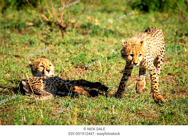 Cheetah cub stands by another lying down