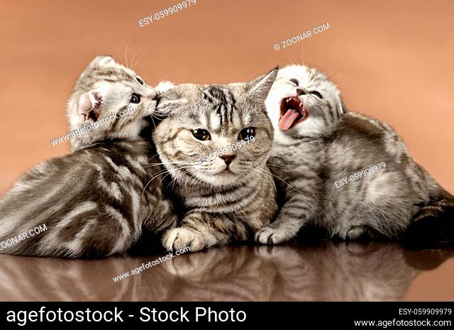 family group of two kitten with mother, breed scottish-fold, lie on brown background