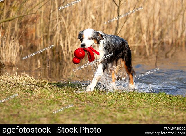 Australian Shepherd retrieves water toy