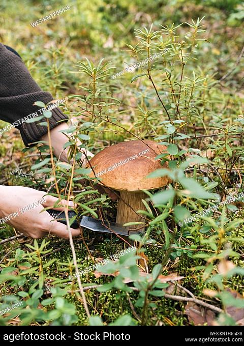 Mid adult woman cutting mushroom in forest