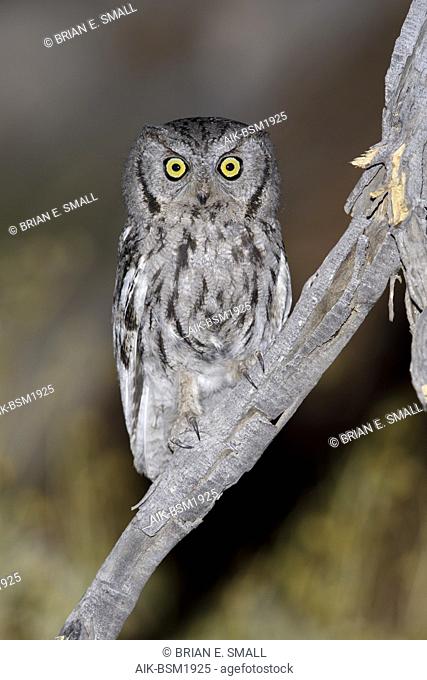 Adult Western Screech Owl (Megascops kennicottii) Riverside Co., California, USA April 2017