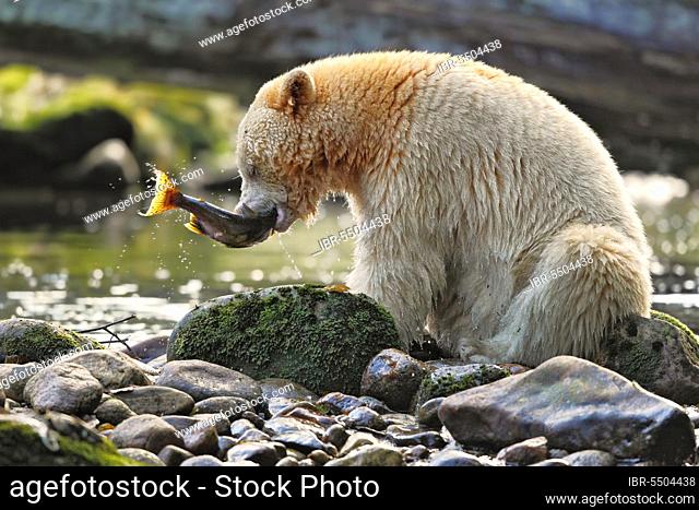 American Black Bear 'Spirit (Ursus americanus kermodei) Bear' white morph, adult, feeding on catch, fishing for salmon at edge of river in temperate coastal...