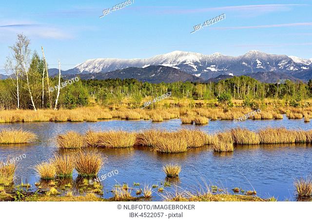 Wet peat ditch with flowering common club-rush (Betula pubescens), at back snow covered Chiemgau Alps, Nicklheim, Alpine Foothills, Bavaria, Germany