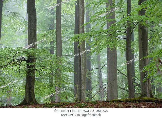 Beech forest, relict forest in the Steigerwald, spring, Franconia, Bavaria, Germany