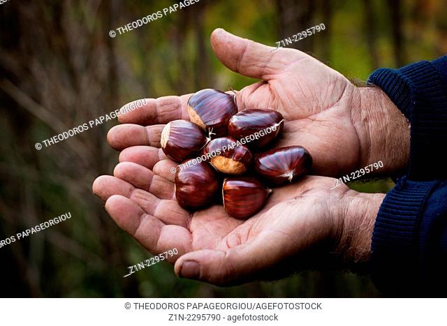 Farmer holding chestnuts. Agoriani village, Laconia, Peloponnese, Greece