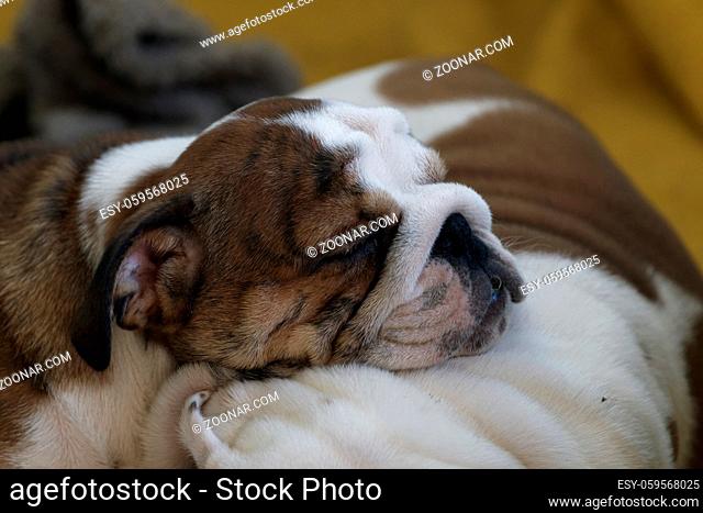 Small sleeping puppy of english bulldog