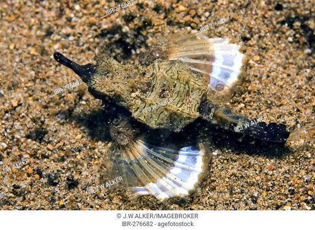 Little Dragonfish, Little Sea Moth (Eurypegasus draconis), Philippines