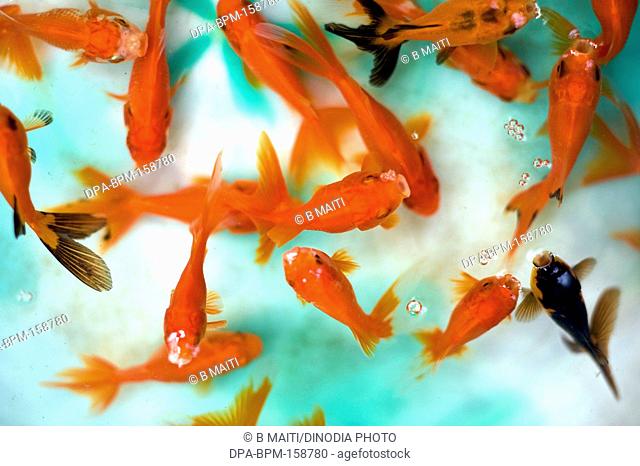 Aquarium fish ; cyprinidae carassius auratus red cap ; Oranda ; West Bengal ; India