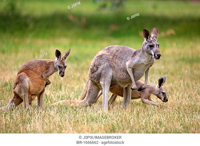 Eastern Grey Kangaroos (Macropus giganteus), adult, female and juveniles, Australia