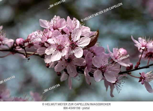 Black cherry plum (Prunus cerasifera Nigra), twig with flowers, Bavaria, Germany