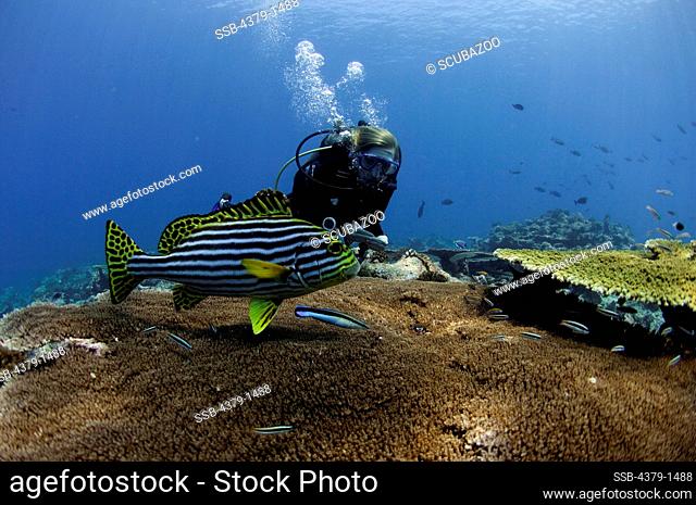 Scuba diver watching an Oriental sweetlips (Plectorhinchus vittatus) being cleaned over large table coral, Vaavu Atoll, Maldives