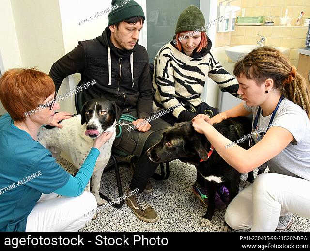 29 March 2023, Saxony, Leipzig: Veterinarian Dr. Sabine Zimmermann-Kuhn (l) examines two dogs in her small animal practice with veterinary student Michelle...