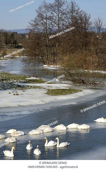France, Territoire de Belfort, Brebotte, la Bourbeuse river, meanders, swans (Cygnus olor) on ice