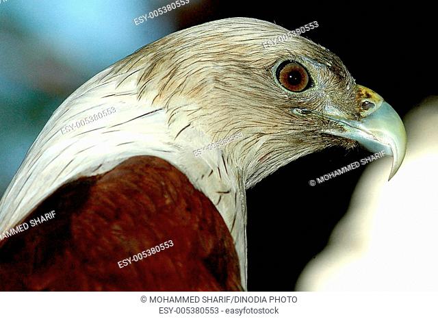 Bird ; brahminy kite (haliastur indus) ; Ernakulum ; Kerala ; India