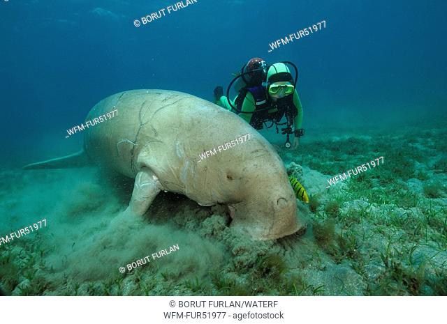 Dugon and Diver, Dugong dugon, Abu Dabab, Marsa Alam, Red Sea, Egypt