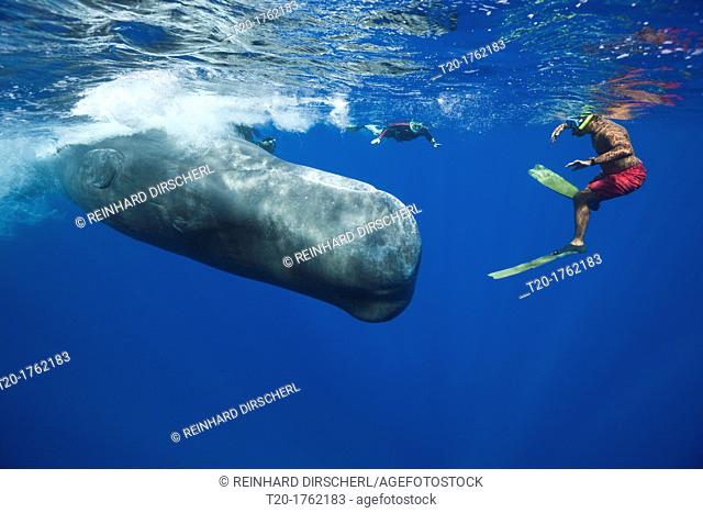 Sperm Whale and Skin diver, Physeter macrocephalus, Caribbean Sea, Dominica