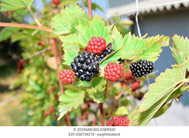 blackberries not yet ripe on the plant