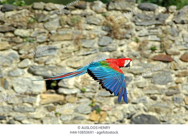 10853691, Green-winged Macaw, Flight, Ara chloropt