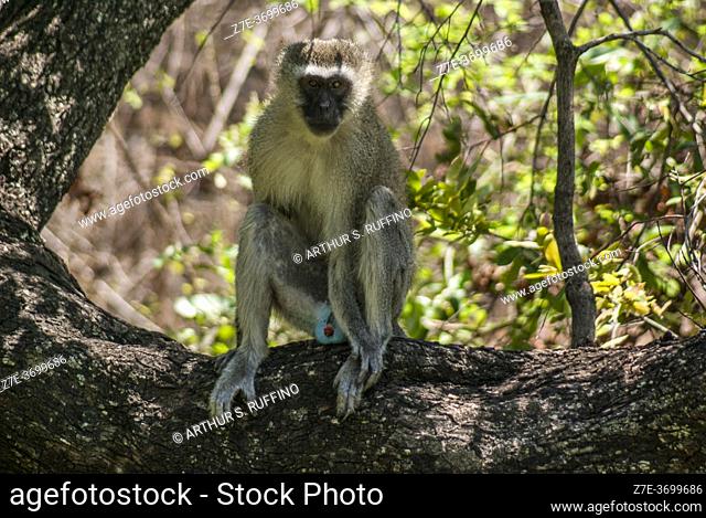 Blue scrotum of vervet monkey (Chlorocebus pygerythrus). Monkey sitting on tree branch, Zambia, Africa