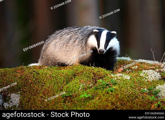 Fluffy european badger, meles meles, facing camera on mossy rock in summer forest. Fat mammal with black and white stripes in green nature