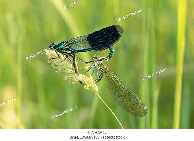 banded blackwings, banded agrion, banded demoiselle Calopteryx splendens, Agrion splendens, mating wheel on panicle, Germany, Bavaria