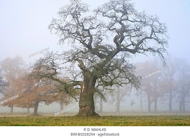 common oak, pedunculate oak, English oak (Quercus robur), old oaks in mist, Germany, Hesse, Beberbeck