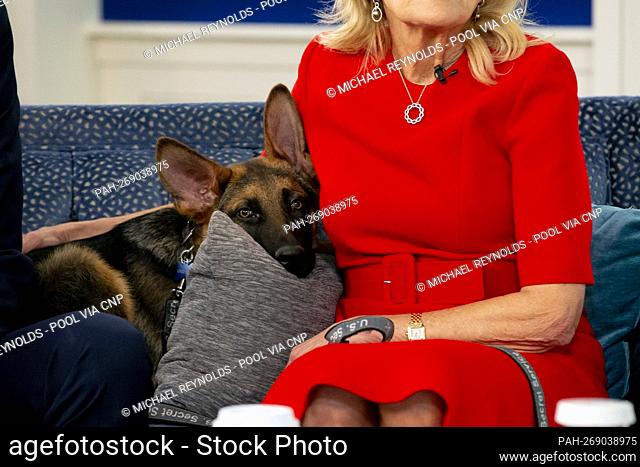 The Biden's German Shepherd puppy named 'Commander, ‘ left, sits with first lady Dr. Jill Biden as United States President Joe Biden (not pictured) speaks while...