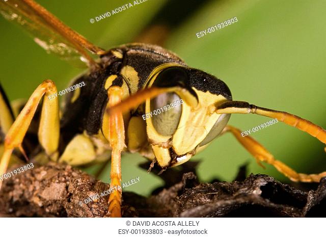 Wasp Polistes bischoffi