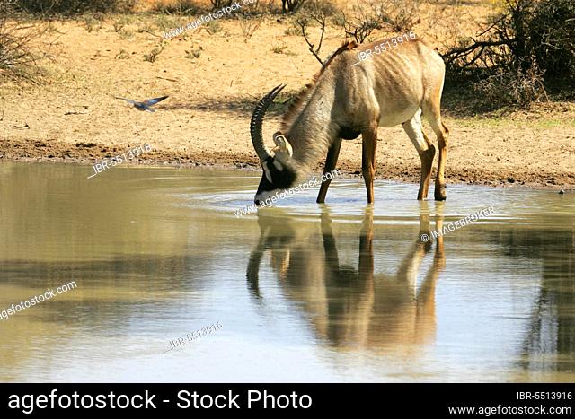 Roan antelope, roan antelopes (Hippotragus equinus), antelopes, ungulates, even-toed ungulates, mammals, animals, Roan antelope adult drinking, Vaalbos N