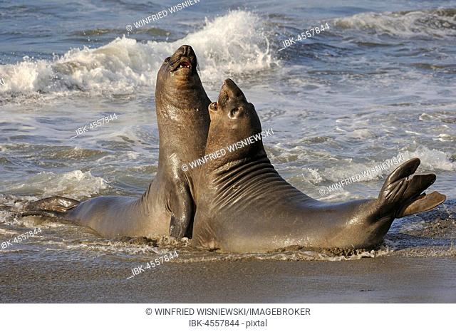 Northern Elephant Seal (Mirounga angustirostris), two young bulls fighting on the beach of San Simeon, Piedras Blanca's colony, California, USA