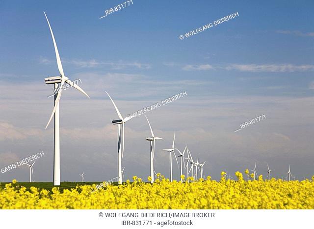 Wind generators over flowering rapeseed fields in the North Frisia Polders or Nordfriesischen Koegen, Germany