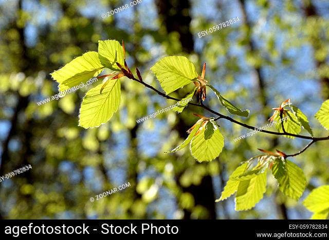Buchenwald, blatt, blätter, buchenblatt, buchenblätter, Frühling, wald, buchenzweig, buchenzweige, buche, buchen, frühjahr, blätter, zweige, natur, baum, bäume
