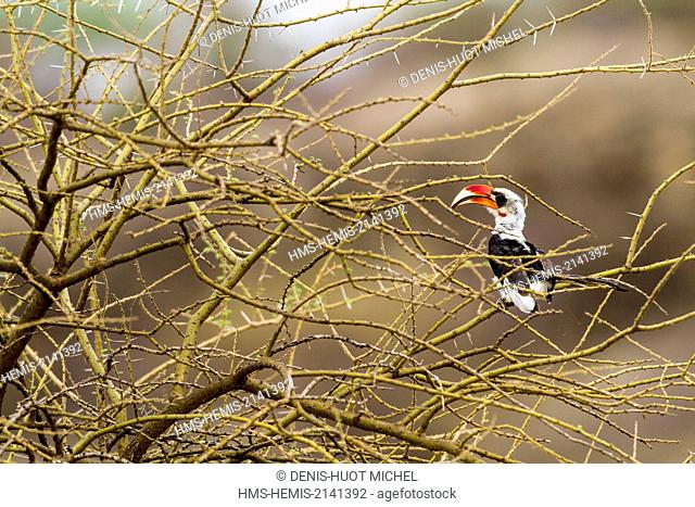 Kenya, lake Magadi, Von der Decken's Hornbill (Tockus deckeni)