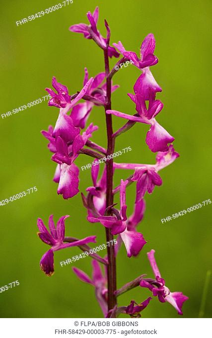Loose-flowered Orchid Orchis laxiflora flowering, close-up of flowerspike, in wet meadow, Dordogne, France