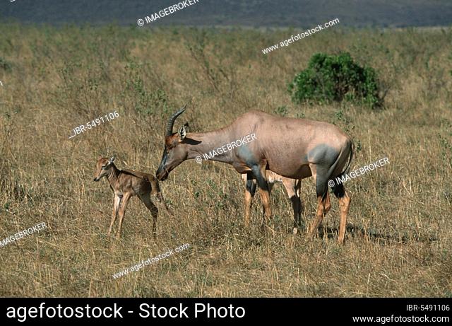Topis, female with fawn, Massai Mara Game Reserve, Kenya (Damaliscus lunatus korrigum), lyre antelope, antelope