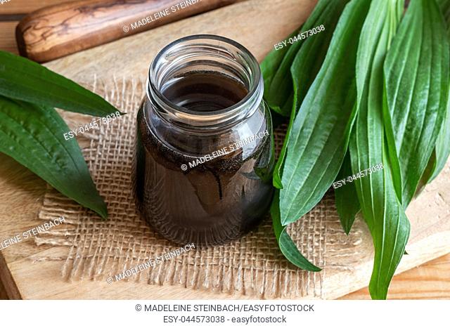 Homemade ribwort plantain syrup against cough with fresh plant