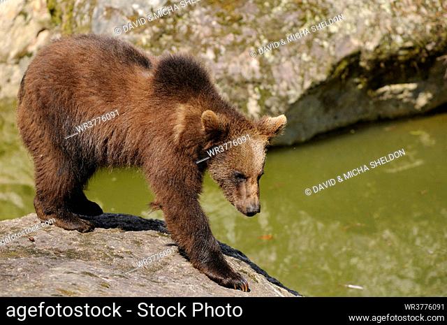 Young brown bear (Ursus arctos) in National Park Bavarian Forest, Germany
