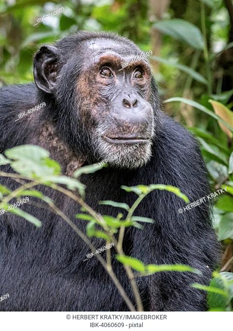 Eastern Chimpanzee (Pan troglodytes schweinfurthii), Kibale Forest, Uganda